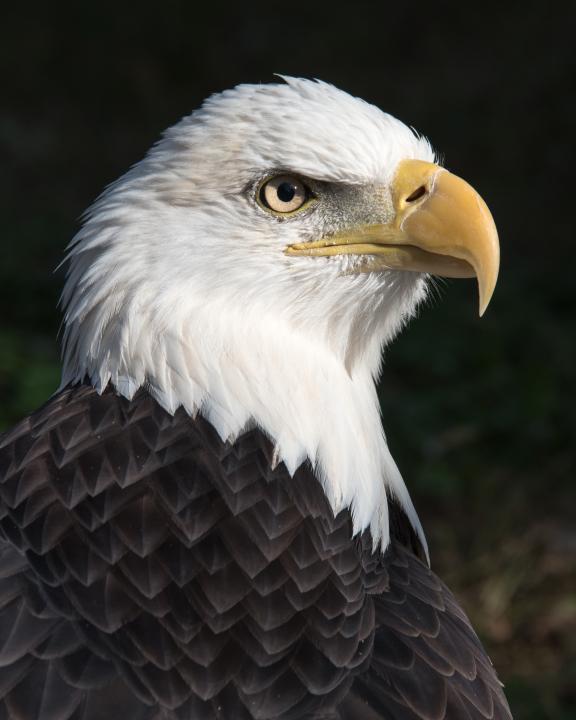 American Bald Eagle | Shutterbug